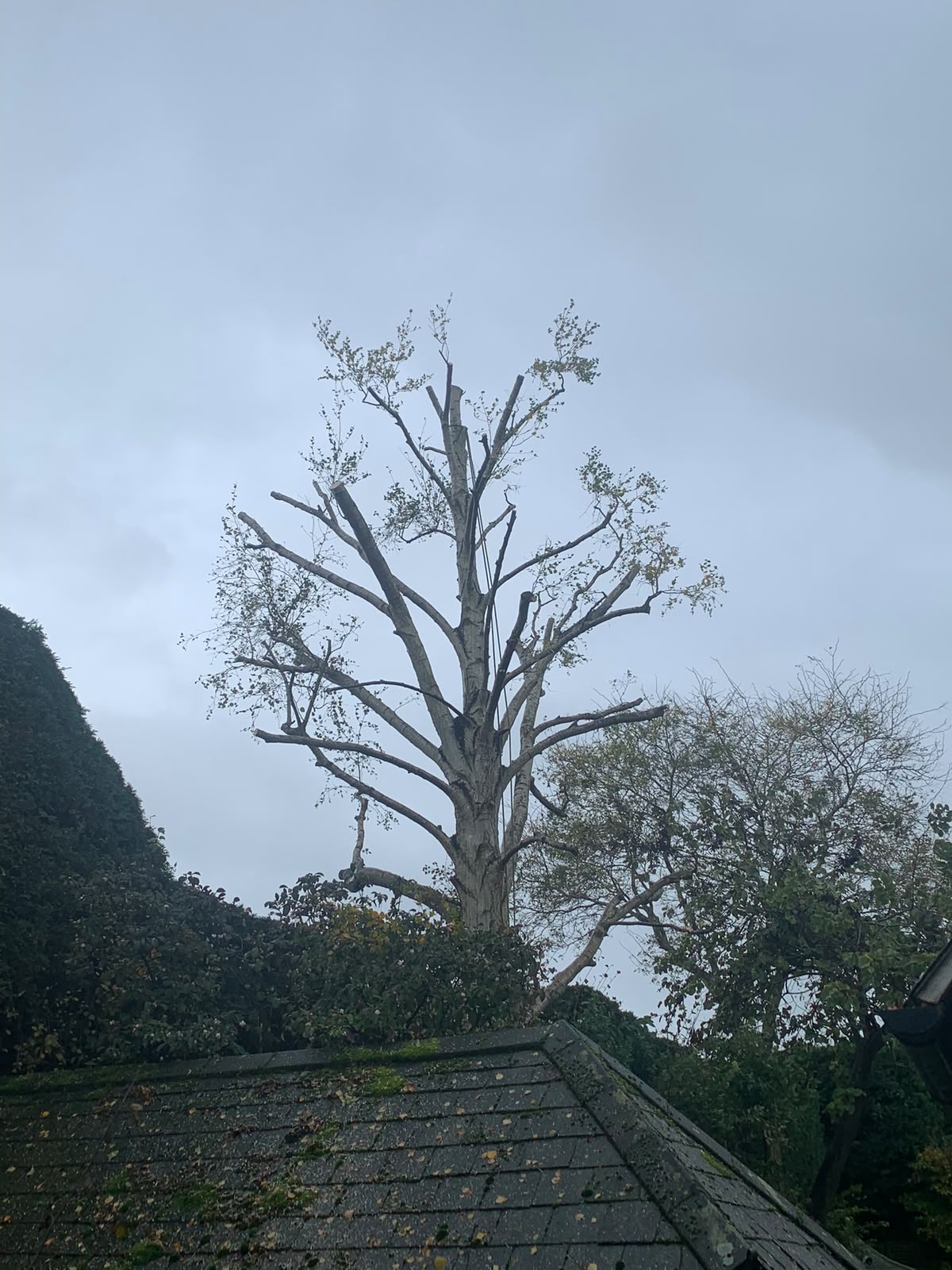 Tree surgery work photo 21