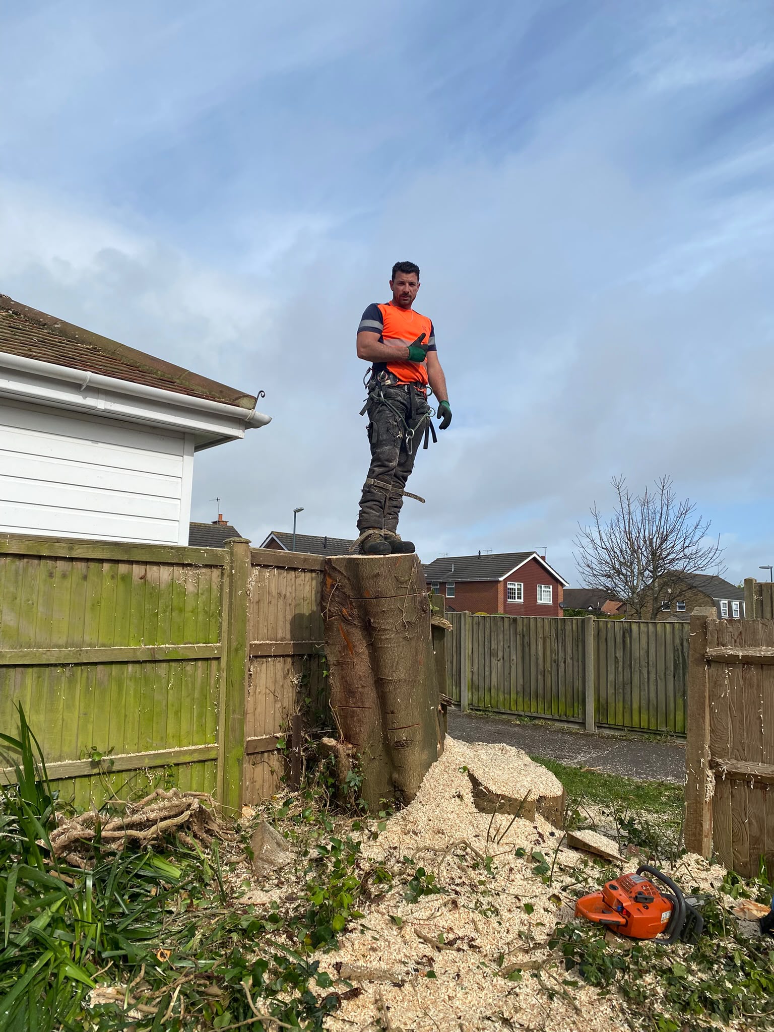 Tree surgery work photo 214