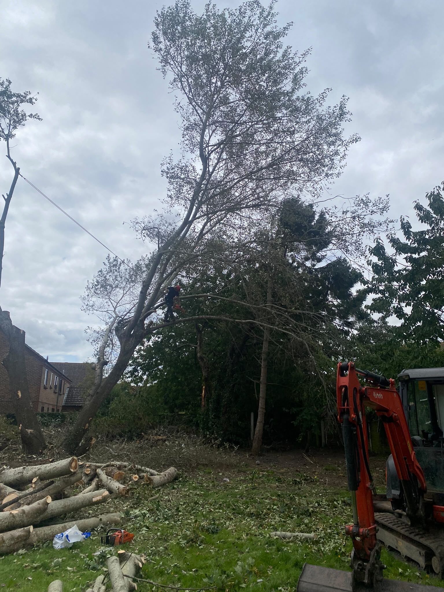 Tree surgery work photo 96
