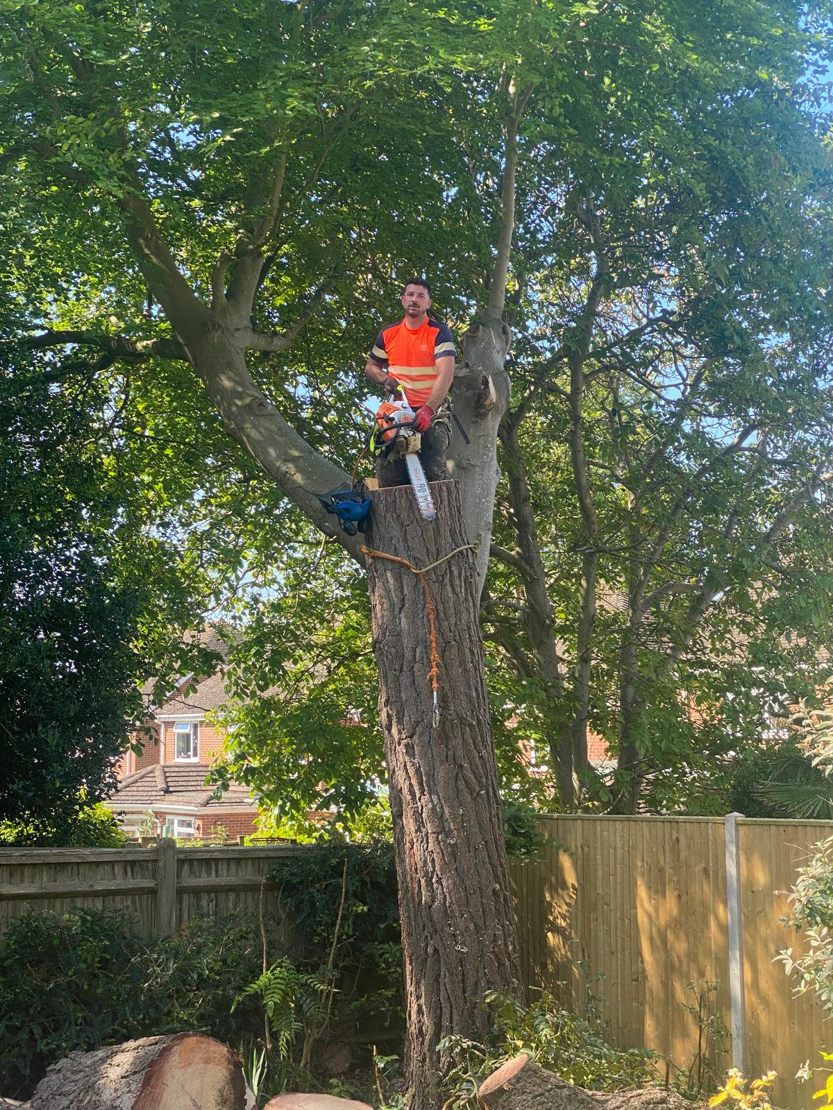 Tree surgery work photo 3