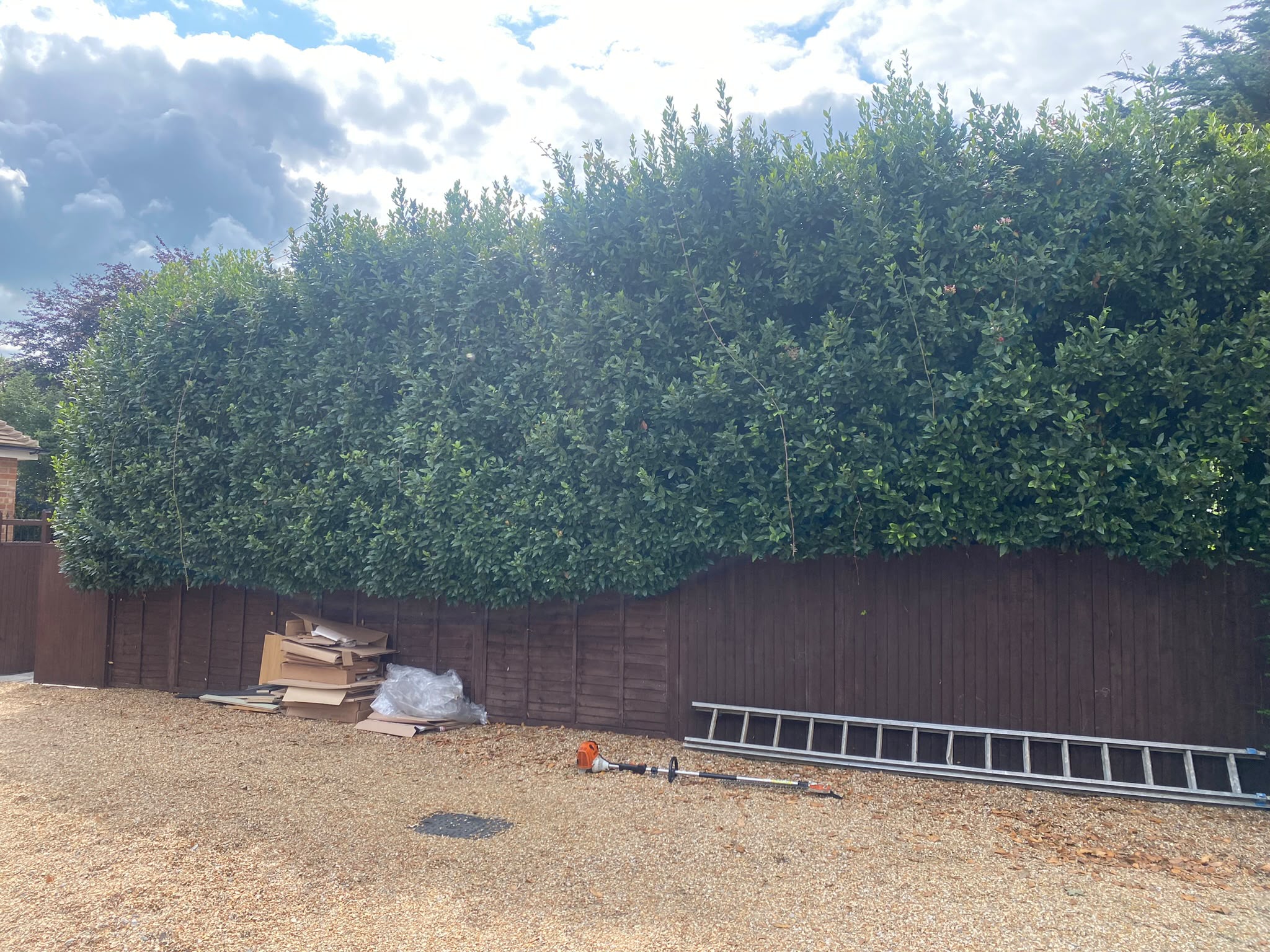 Tree surgery work photo 99