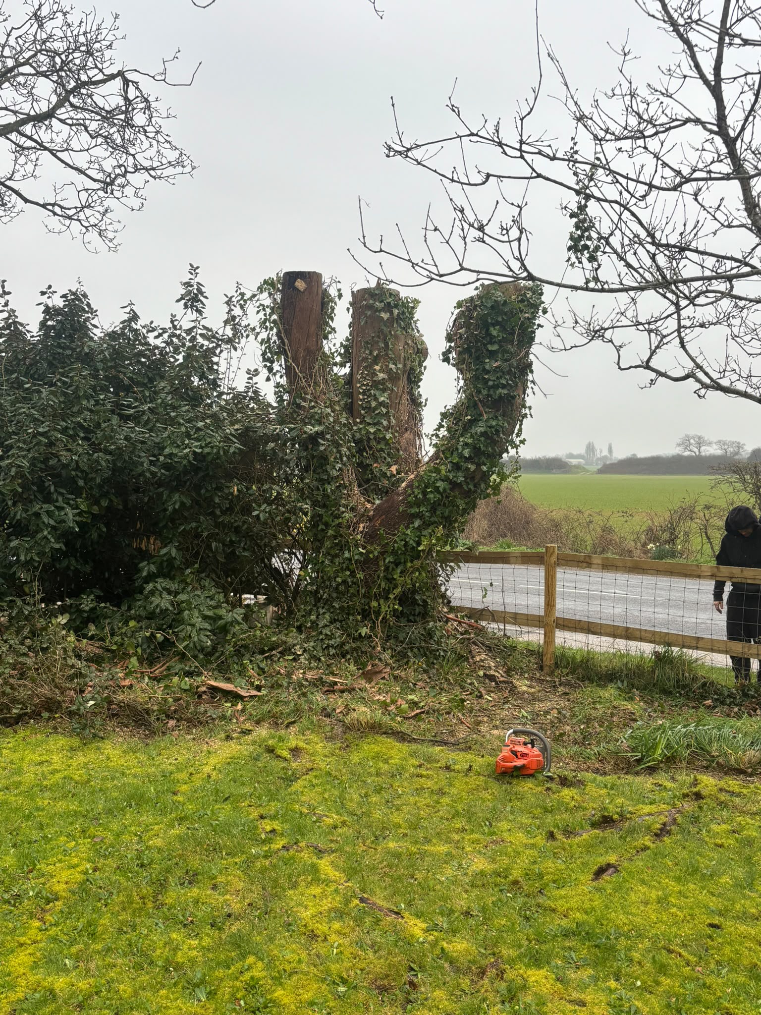 Tree surgery work photo 211