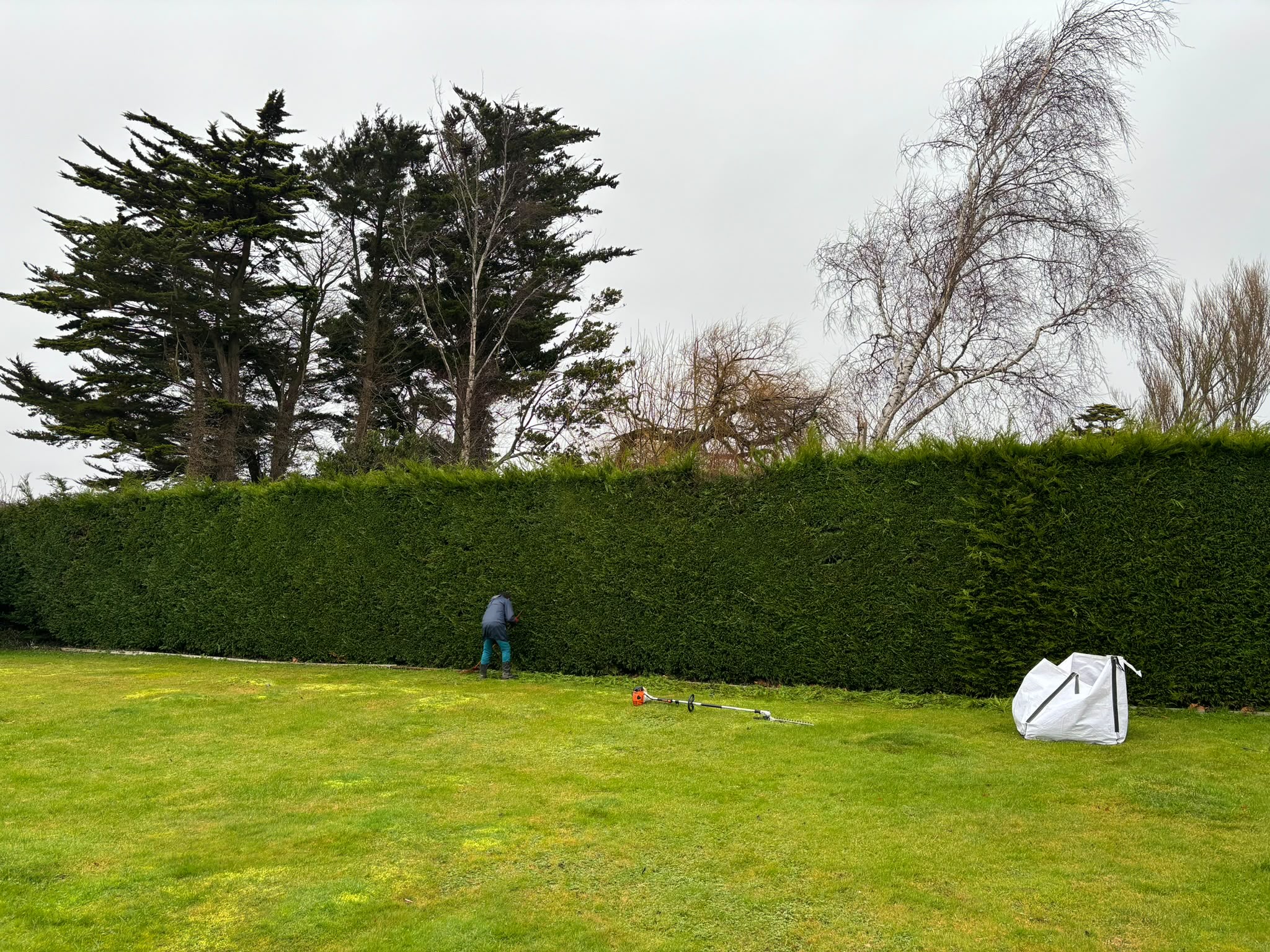 Tree surgery work photo 105