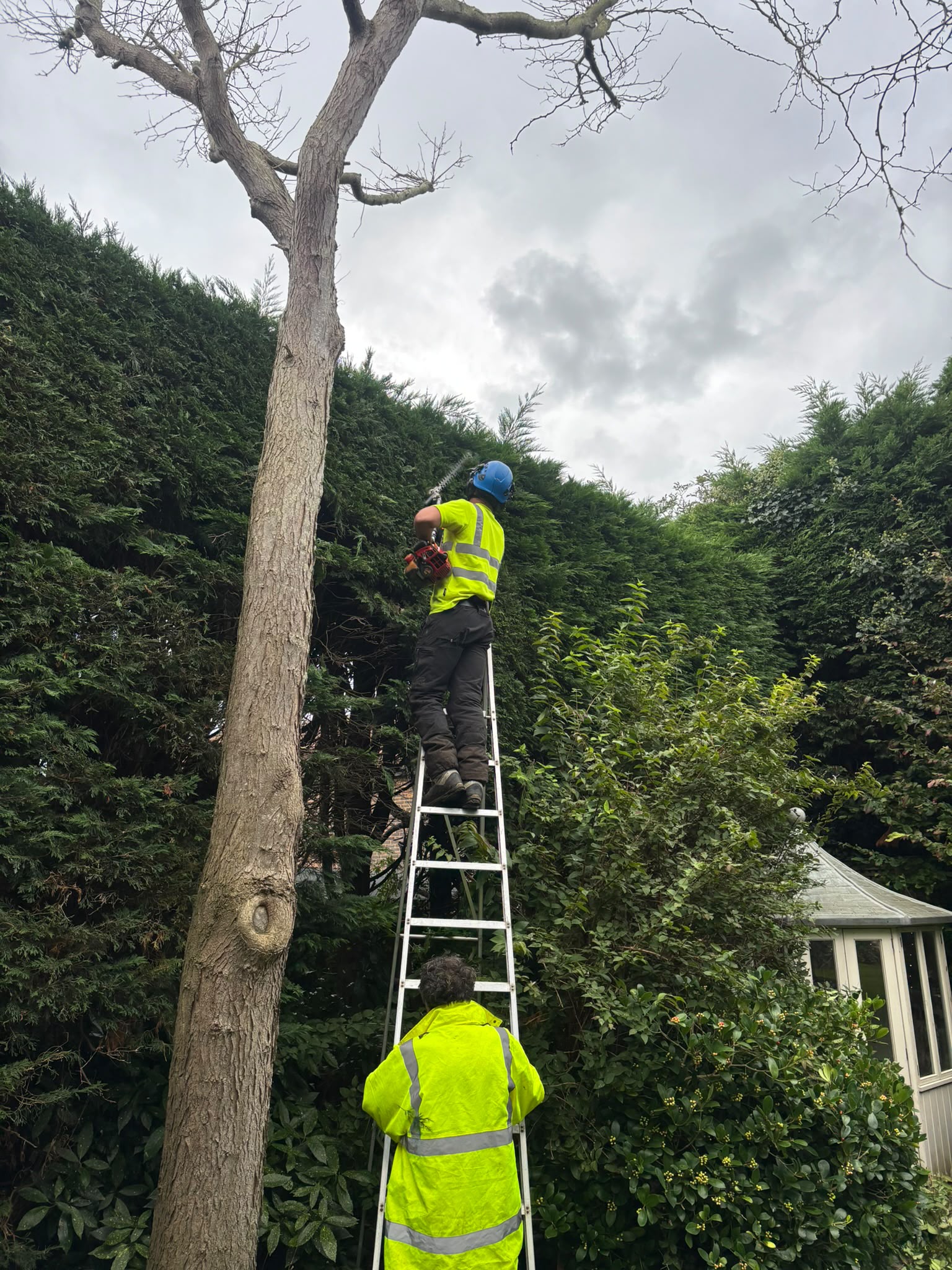 Tree surgery work photo 180