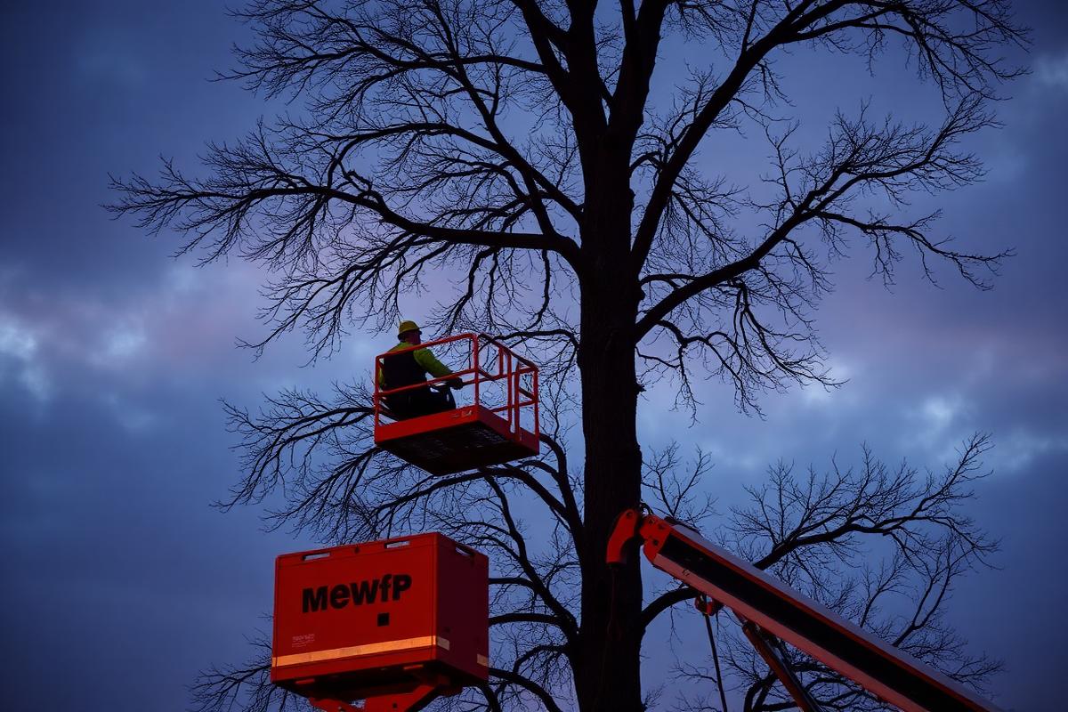 Cherry picker tree work in Worthing